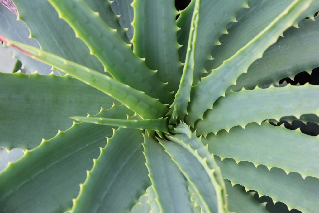 Piante che purificano l’aria: quali sono e caratteristiche, Aloe vera